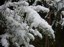 20060128122846-DSCN4618.JPG