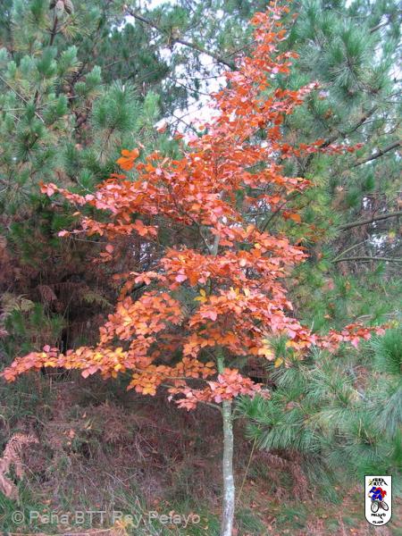 20041120135606-DSCN3323.JPG